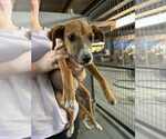 Small #1 Whippet Mix