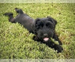 Puppy Ginny  Silver Schnauzer (Giant)