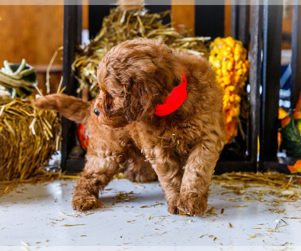 Medium Photo #45 Goldendoodle-Poodle (Miniature) Mix Puppy For Sale in WAKARUSA, IN, USA