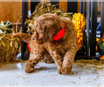 Small Photo #45 Goldendoodle-Poodle (Miniature) Mix Puppy For Sale in WAKARUSA, IN, USA