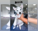 Small Photo #1 Siberian Husky Puppy For Sale in KISSIMMEE, FL, USA