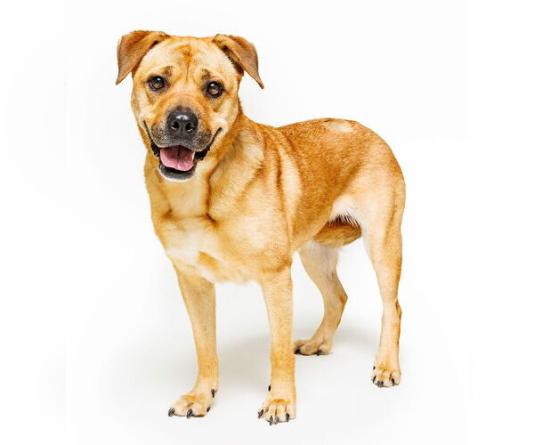 Medium Photo #4 Mutt Puppy For Sale in Cary, NC, USA