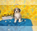 Small Photo #14 Bernedoodle-Poodle (Toy) Mix Puppy For Sale in BLACK FOREST, CO, USA