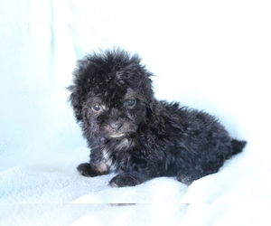 Poodle (Toy) Puppy for sale in SHILOH, OH, USA