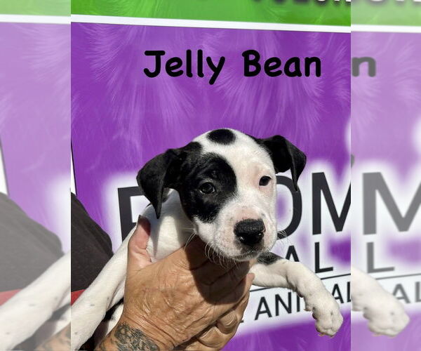 Medium Photo #10 Boxer-Unknown Mix Puppy For Sale in Mooresville, NC, USA