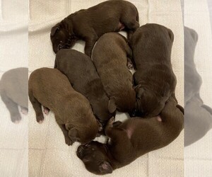 German Shorthaired Lab Puppy for sale in KATY, TX, USA
