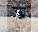 Puppy 6 Mini Australian Shepterrier-Pembroke Welsh Corgi Mix
