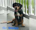 Small #2 Beagle Mix
