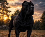 Small Photo #1 Cane Corso Puppy For Sale in SUFFOLK, VA, USA