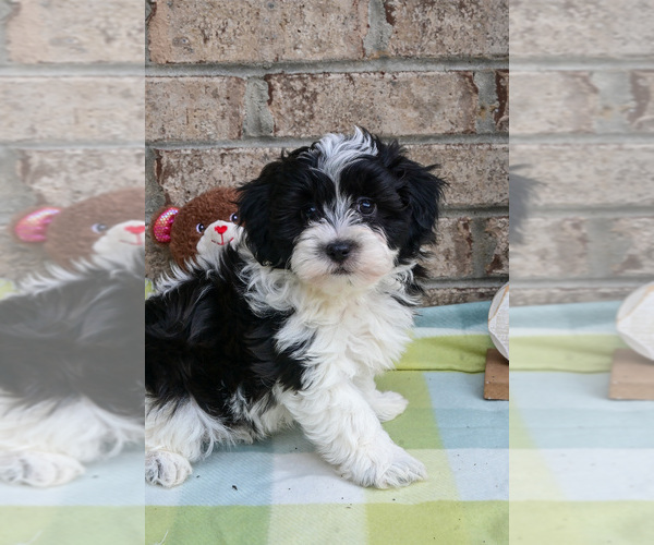Medium Photo #2 Havapoo Puppy For Sale in GUTHRIE, KY, USA
