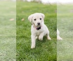 Puppy Isabelle Labrador Retriever