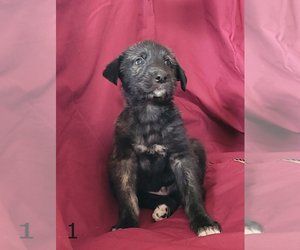 Irish Wolfhound Puppy for sale in FREDERICKTOWN, OH, USA