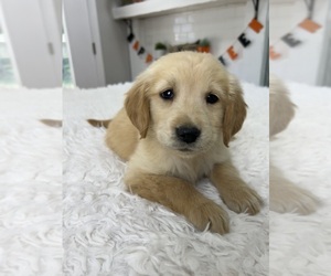 Golden Retriever Puppy for sale in INDIANAPOLIS, IN, USA