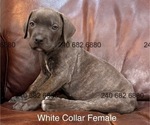 Image preview for Ad Listing. Nickname: Litter of 7