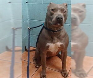 American Pit Bull Terrier Dogs for adoption in Downey, CA, USA