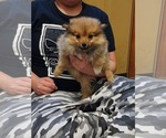 Small #1 Pomeranian