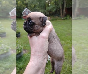 French Bulldog Puppy for sale in NEW WAVERLY, TX, USA