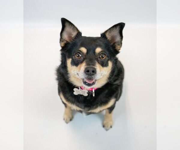 Medium Photo #6 Chihuahua Puppy For Sale in Kennesaw, GA, USA