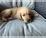 Puppy Pink Girl Golden Retriever