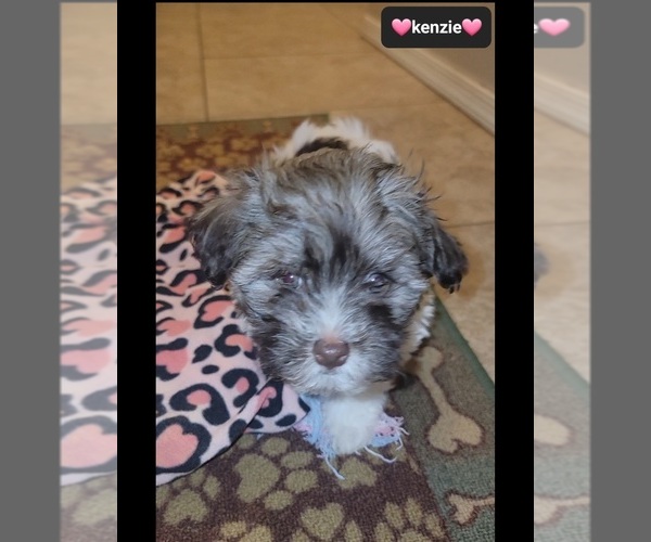 Medium Photo #3 Havanese Puppy For Sale in TUCSON, AZ, USA