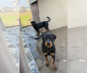 Rottweiler Puppy for sale in MADERA, CA, USA