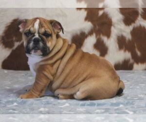 English Bulldog Puppy for Sale in MARSHFIELD, Missouri USA