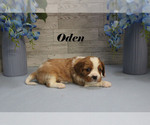 Small #5 Cavalier King Charles Spaniel