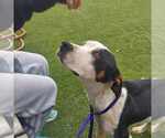 Small #5 American Staffordshire Terrier