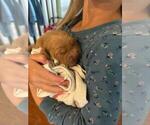 Small Photo #4 Golden Retriever Puppy For Sale in LIME SPRINGS, IA, USA