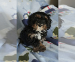 Small Photo #4 Bernedoodle (Miniature) Puppy For Sale in MILWAUKEE, WI, USA