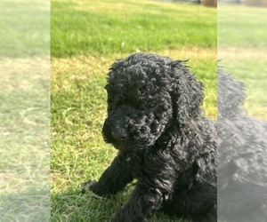 Poodle (Standard) Puppy for sale in GRANITEVILLE, SC, USA