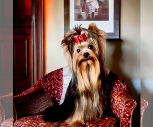 Father of the Yorkshire Terrier puppies born on 01/07/2025
