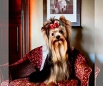 Small Photo #1 Yorkshire Terrier Puppy For Sale in DRY PRONG, LA, USA