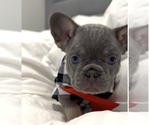 Puppy Unc P French Bulldog