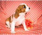 Small Photo #8 Cavalier King Charles Spaniel Puppy For Sale in WAKARUSA, IN, USA