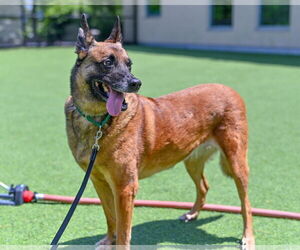 Mutt Dogs for adoption in Stevens Point, WI, USA