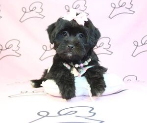 Mal-Shi Puppy for sale in LAS VEGAS, NV, USA