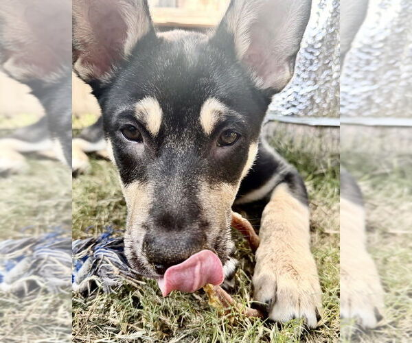 Medium Photo #3 Mutt Puppy For Sale in Dana Point, CA, USA