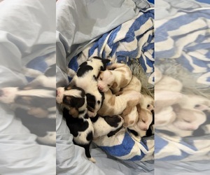 Basset Hound Puppy for sale in CAMPBELL, TX, USA