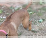 Small #12 Labrador Retriever-Rhodesian Ridgeback Mix
