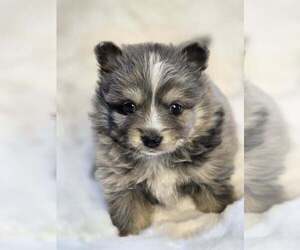 Pomsky Puppy for Sale in VERNAL, Utah USA