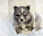 Small Pomsky