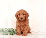 Small Photo #2 Goldendoodle-Poodle (Miniature) Mix Puppy For Sale in KILLINGER, PA, USA
