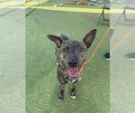 Small #1 American Pit Bull Terrier Mix