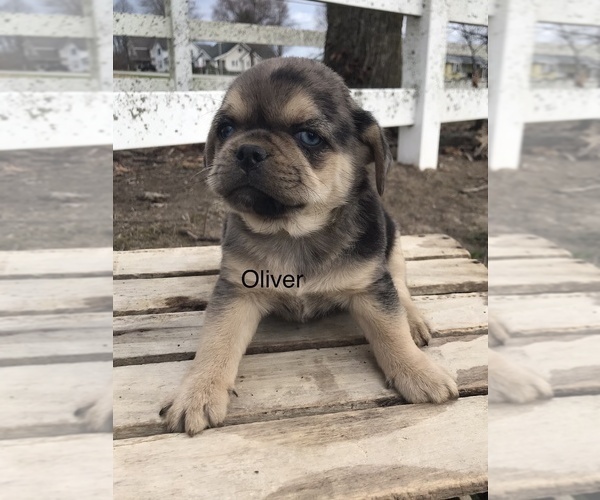 Medium Photo #1 Puggle Puppy For Sale in GOSHEN, IN, USA