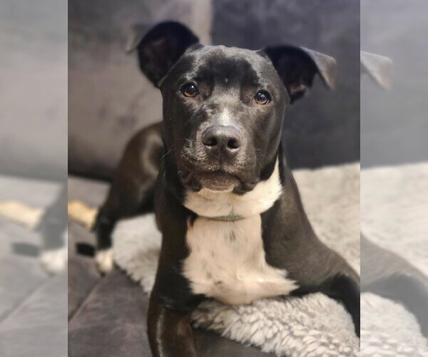 Medium Photo #3 Mutt Puppy For Sale in Des Moines, IA, USA