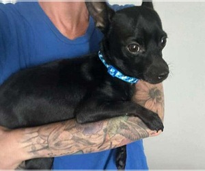 Rat-Cha Dogs for adoption in Princeton, MN, USA