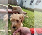 Puppy 1 Golden Retriever-Goldendoodle Mix