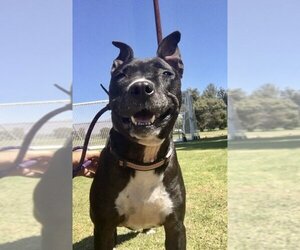 Xena Girl - Female American Pit Bull Terrier-American Staffordshire Terrier Mix Dog for Adoption - Photo #6