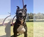 Small #5 American Pit Bull Terrier-American Staffordshire Terrier Mix